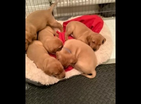 labrador puppieshh.jpg